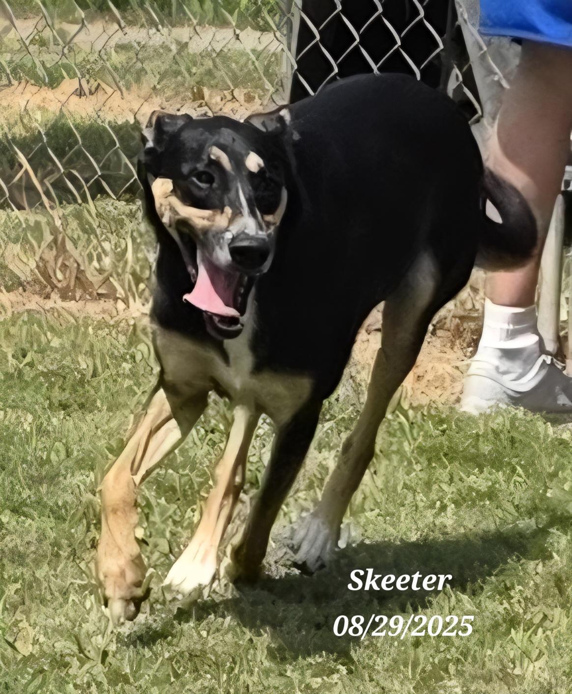 Skeeter, a Adoptable mixed breed in Warren, RI image 3/5