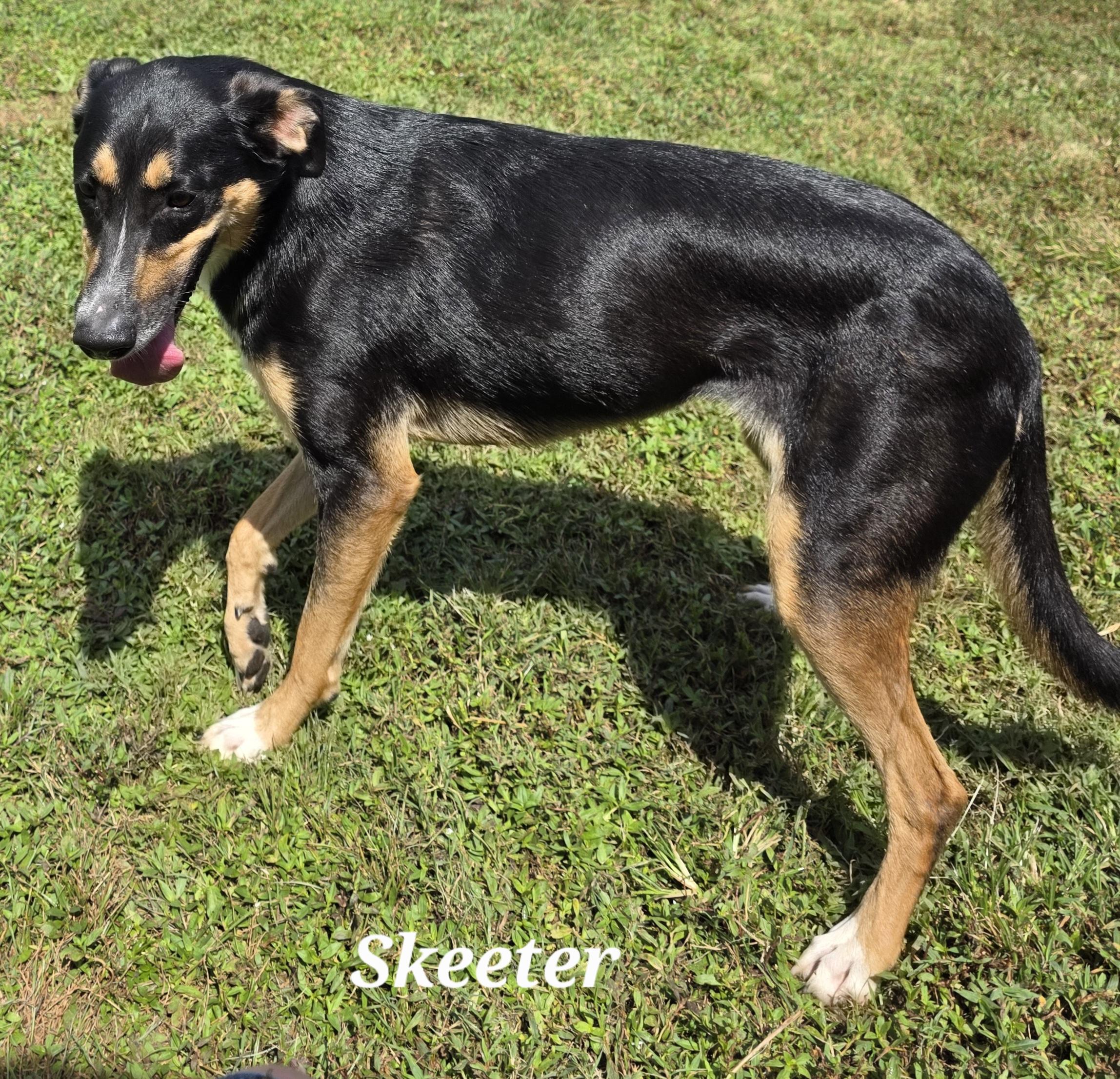Skeeter, a Adoptable mixed breed in Warren, RI image 4/5