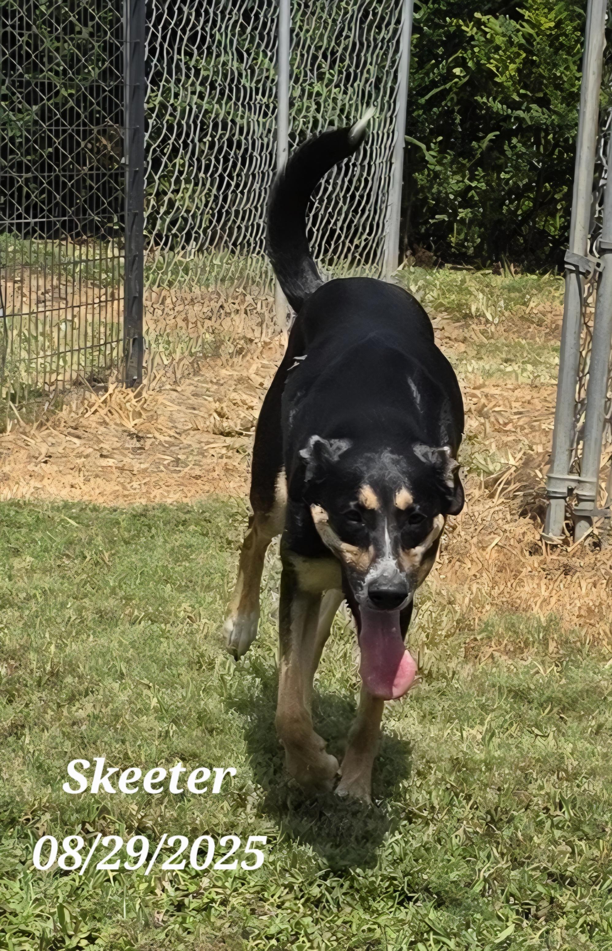 Skeeter, a Adoptable mixed breed in Warren, RI image 5/5