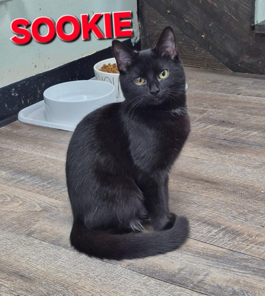 Sookie P, Adoptable, Kitten Female Domestic Short Hair.