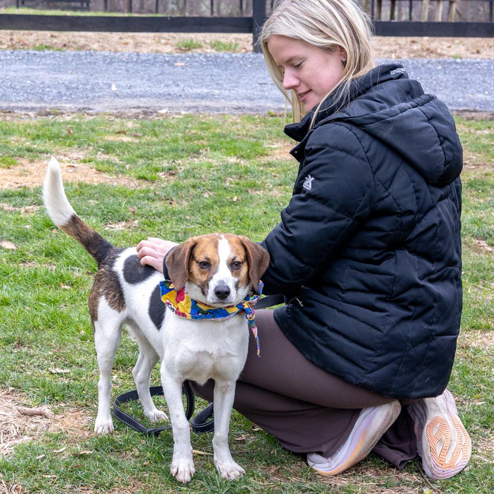 Enlarge Ziggy (Male)   , a Adoptable mixed breed in West Grove, PA image 6/6