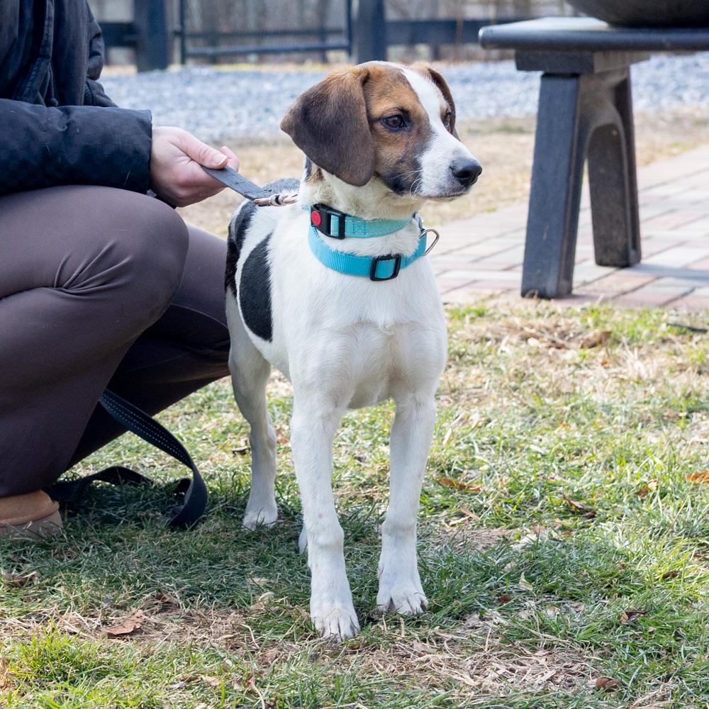 George (Male)   , Adoptable, Young Male Beagle.