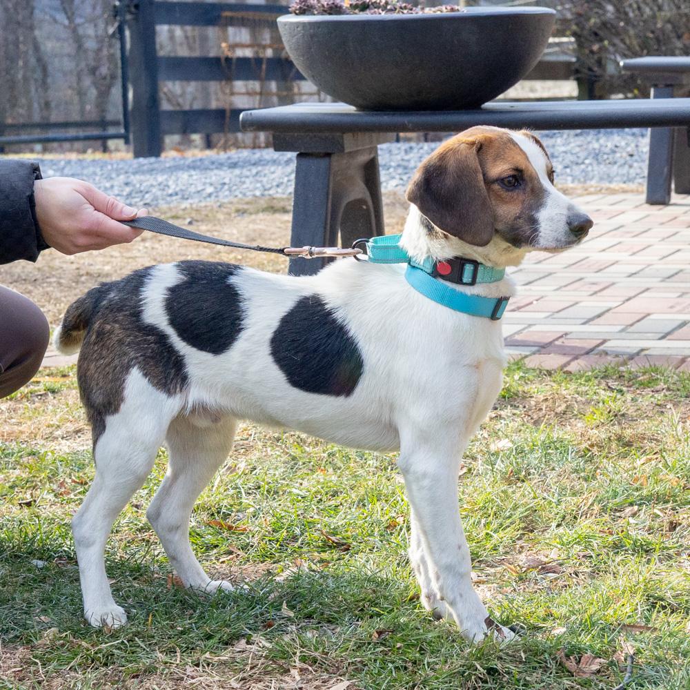 Enlarge George (Male)   , a Adoptable mixed breed in West Grove, PA image 2/6