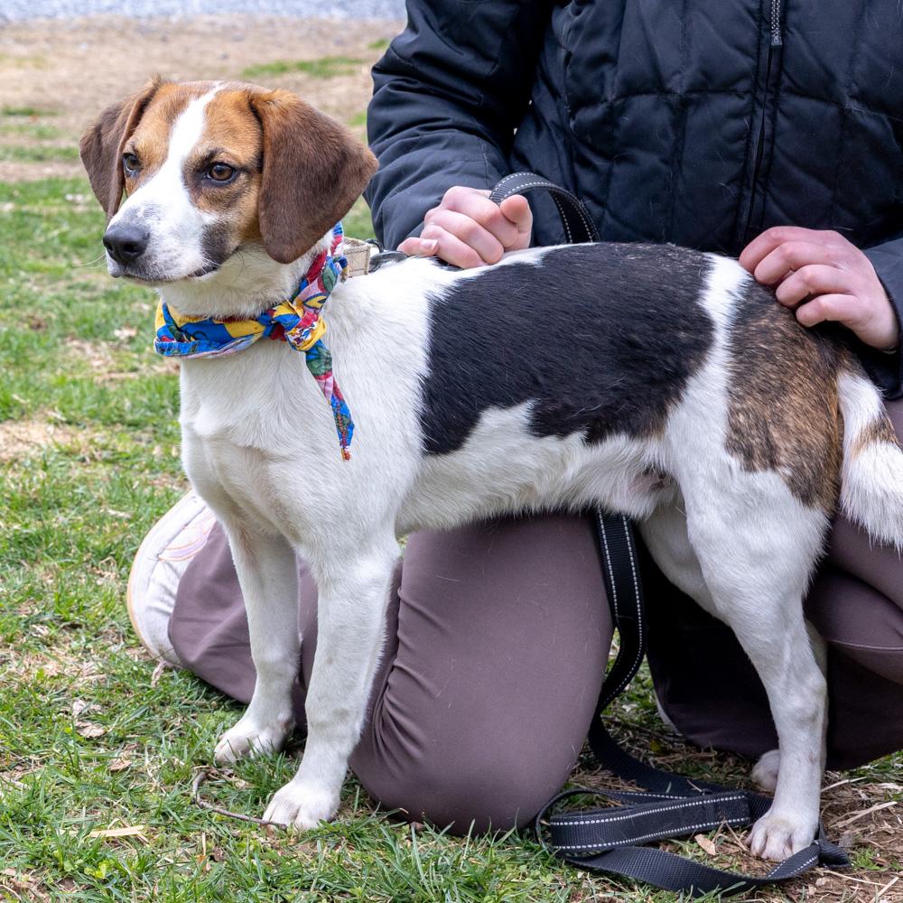 Enlarge Ziggy (Male)   , a Adoptable mixed breed in West Grove, PA image 2/6