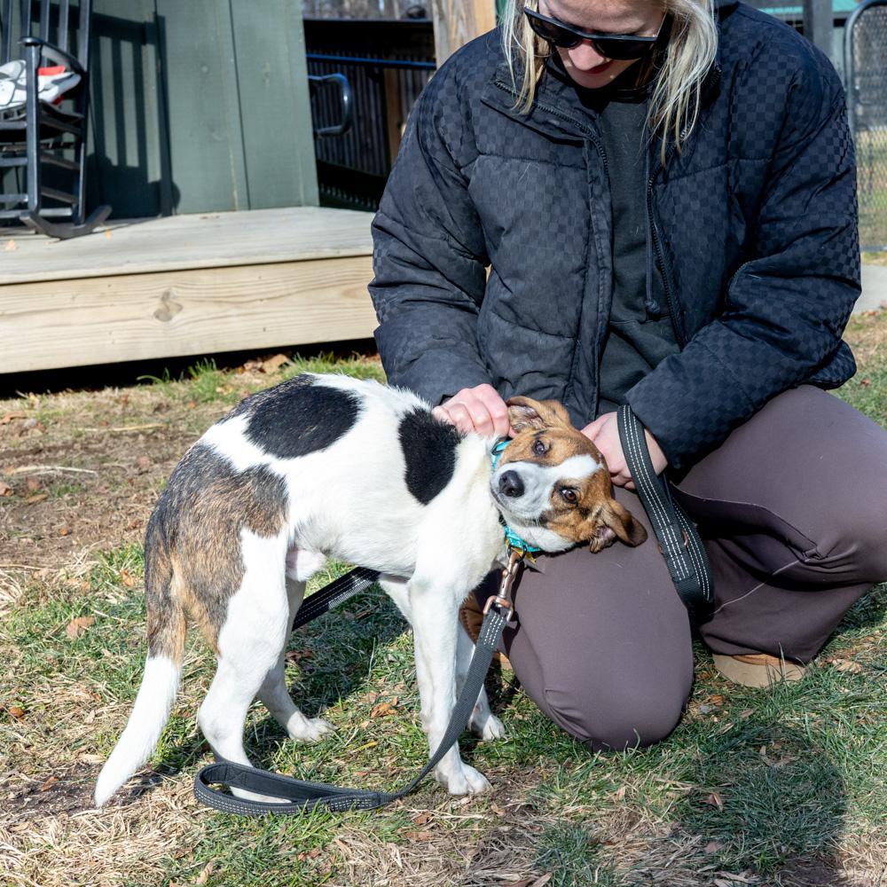 Enlarge George (Male)   , a Adoptable mixed breed in West Grove, PA image 3/6