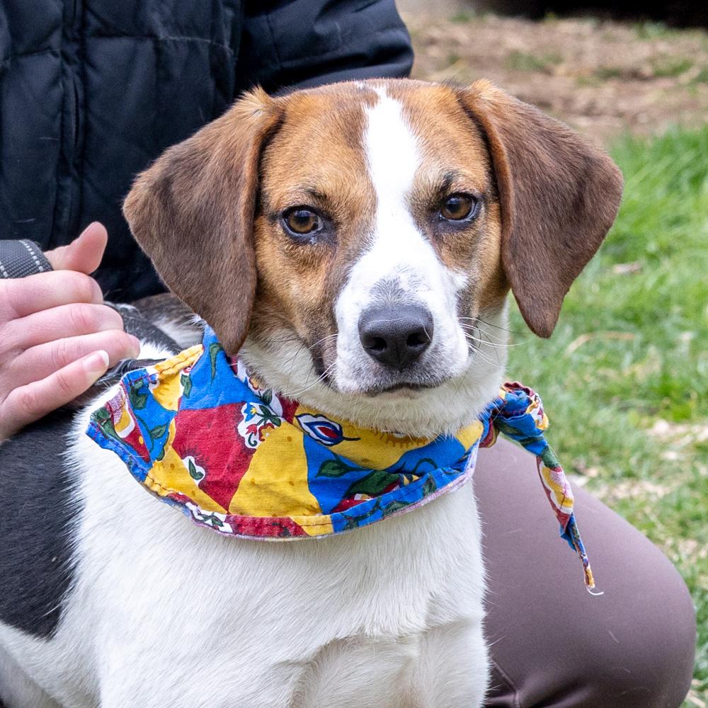 Enlarge Ziggy (Male)   , a Adoptable mixed breed in West Grove, PA image 1/6