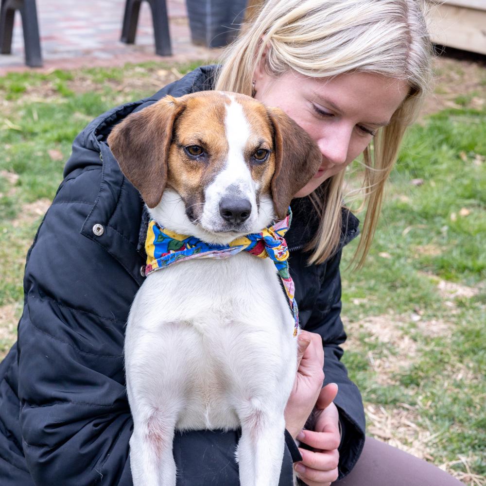 Enlarge Ziggy (Male)   , a Adoptable mixed breed in West Grove, PA image 3/6