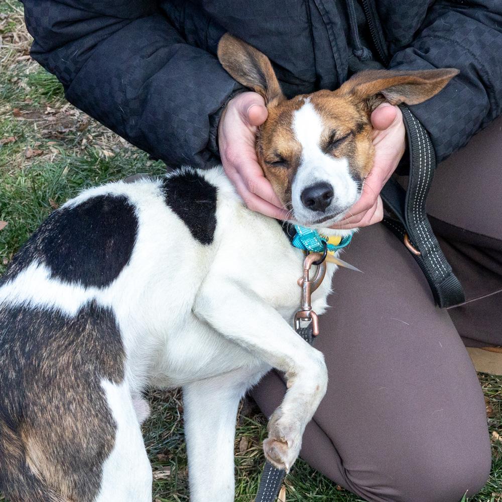 Enlarge George (Male)   , a Adoptable mixed breed in West Grove, PA image 4/6