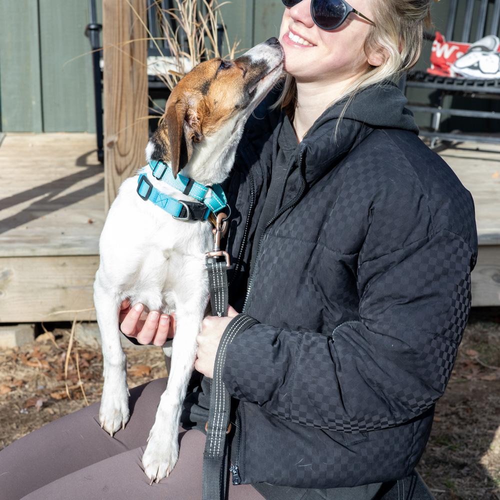 Enlarge George (Male)   , a Adoptable mixed breed in West Grove, PA image 5/6