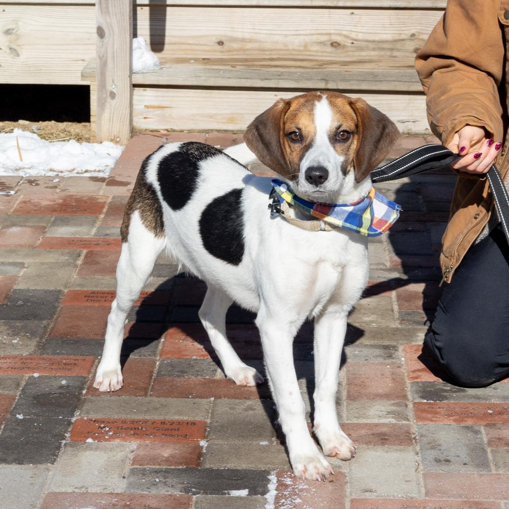 George (Male) , Adoptable, Young Male Beagle.