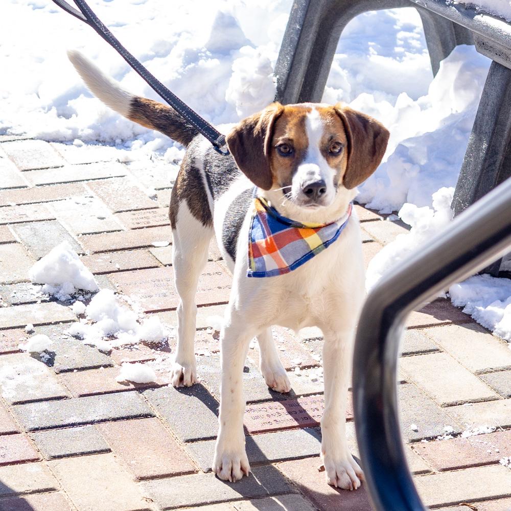 Enlarge George (Male)   , a Adoptable mixed breed in West Grove, PA image 4/6