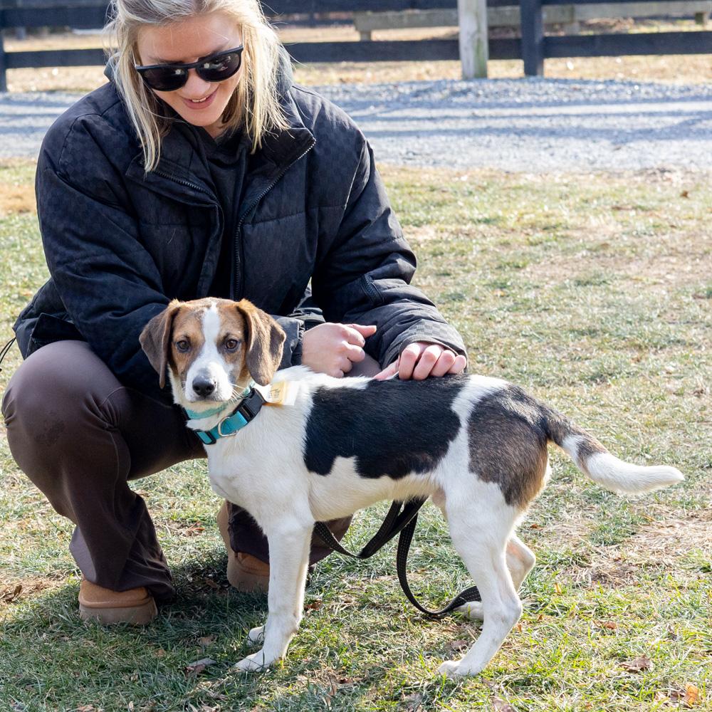 Enlarge George (Male)   , a Adoptable mixed breed in West Grove, PA image 6/6