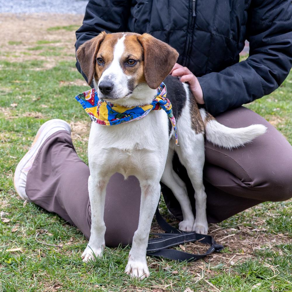 Enlarge Ziggy (Male)   , a Adoptable mixed breed in West Grove, PA image 4/6