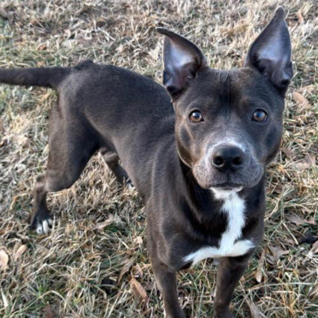 Enlarge Loretta fka Tubi, a Adoptable Mixed Breed in Prospect, KY image 1/1