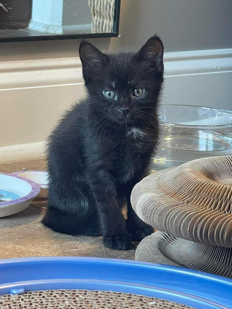 Beretta, Adoptable, Kitten Female Domestic Short Hair.