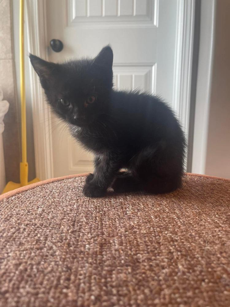 Enlarge Beretta, a Adoptable mixed breed in WARNER ROBINS, GA image 2/2