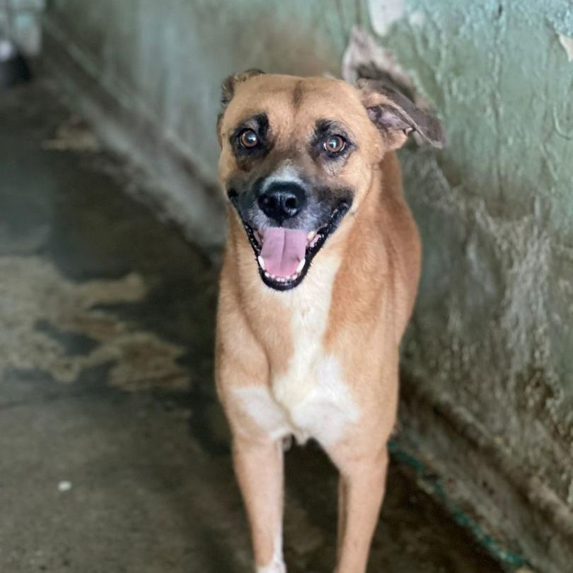 Boricua, a Adoptable Mixed Breed in San Juan, PR image 1/4