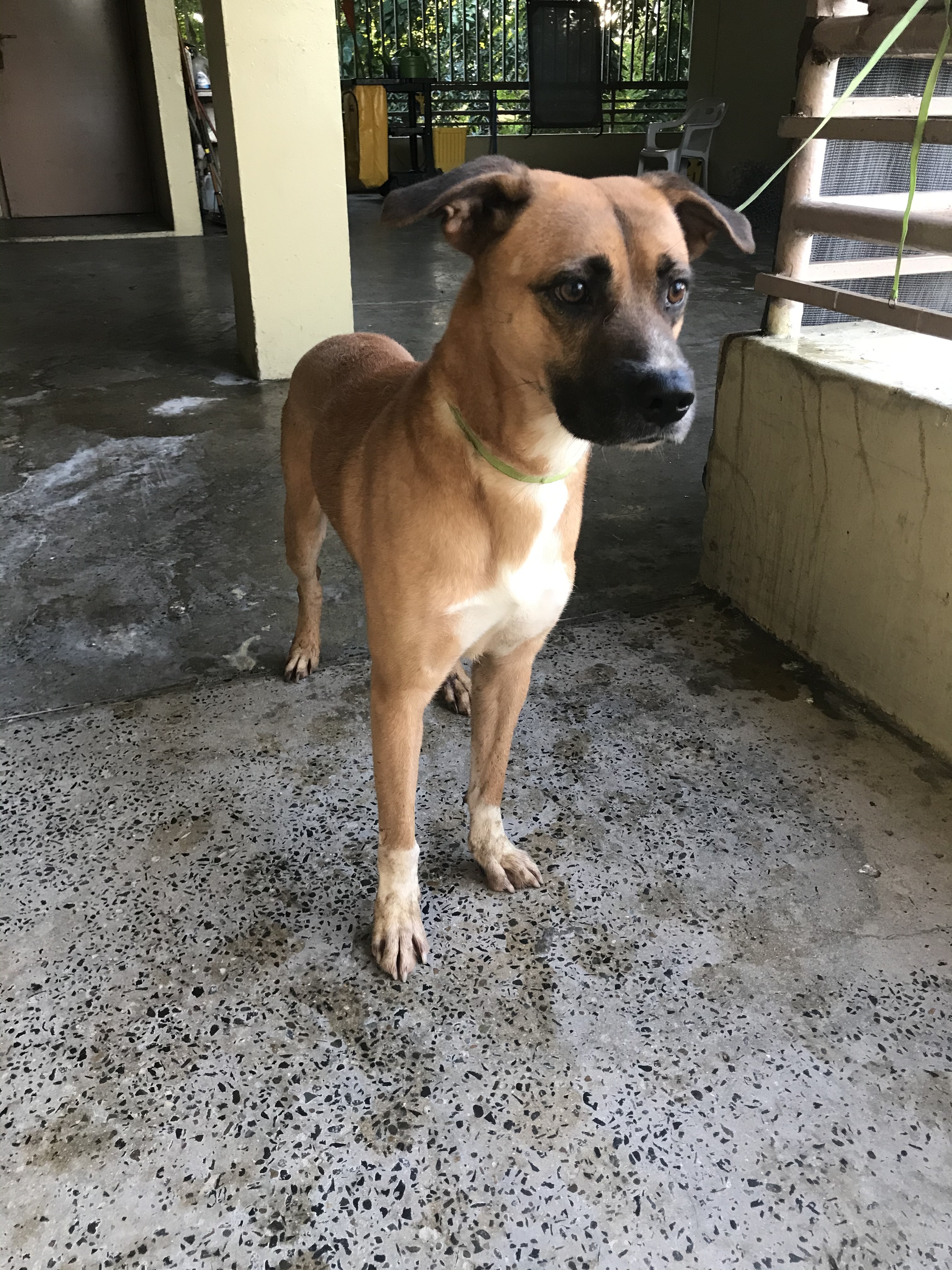 Boricua, a Adoptable Mixed Breed in San Juan, PR image 2/4
