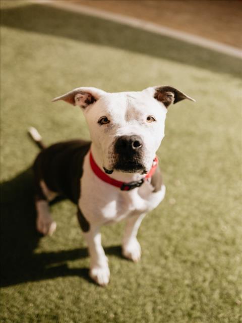 LOLA, Adoptable, Adult Female Pit Bull Terrier.