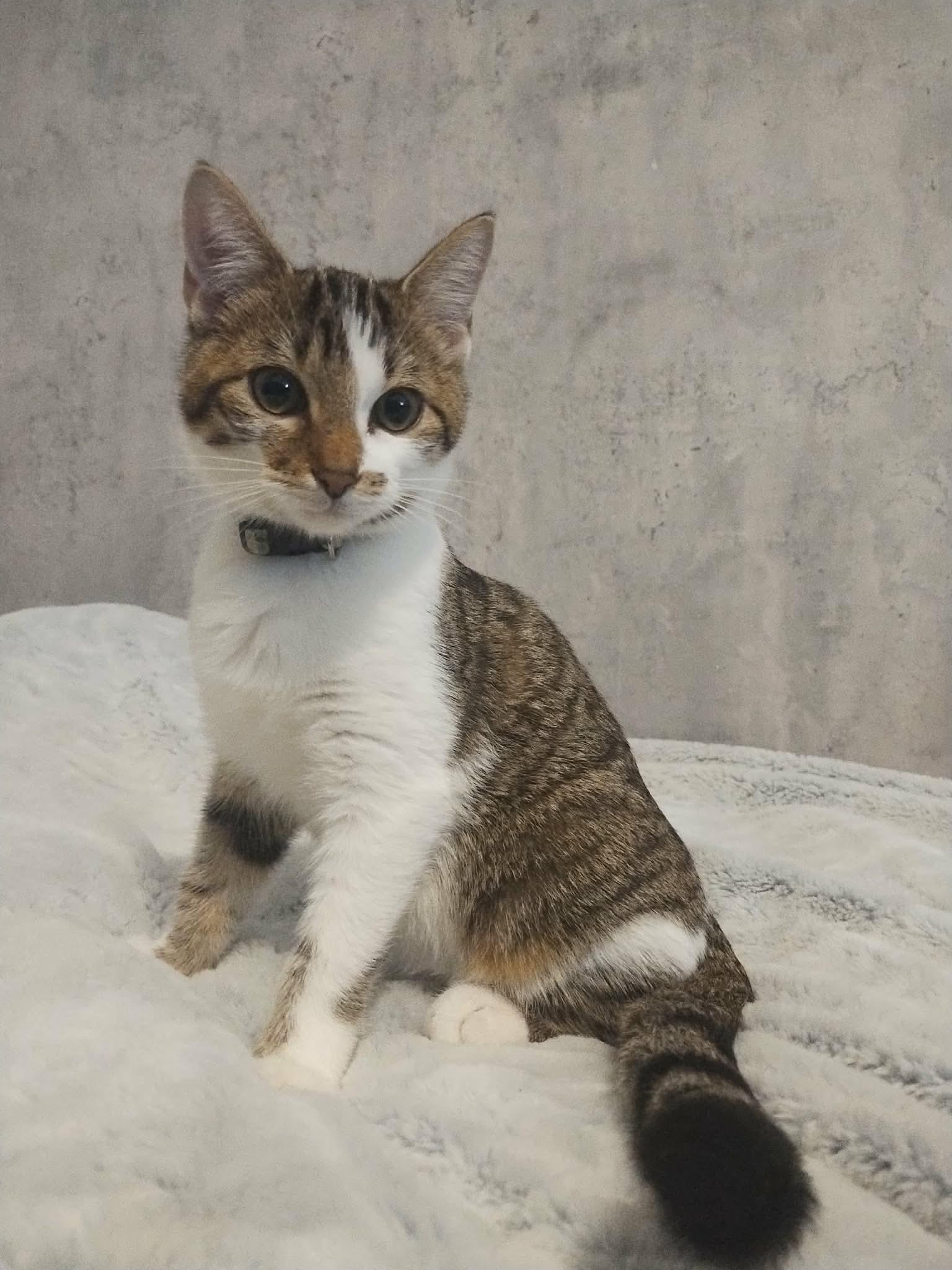 Sissy, Adoptable, Kitten Female Domestic Short Hair.