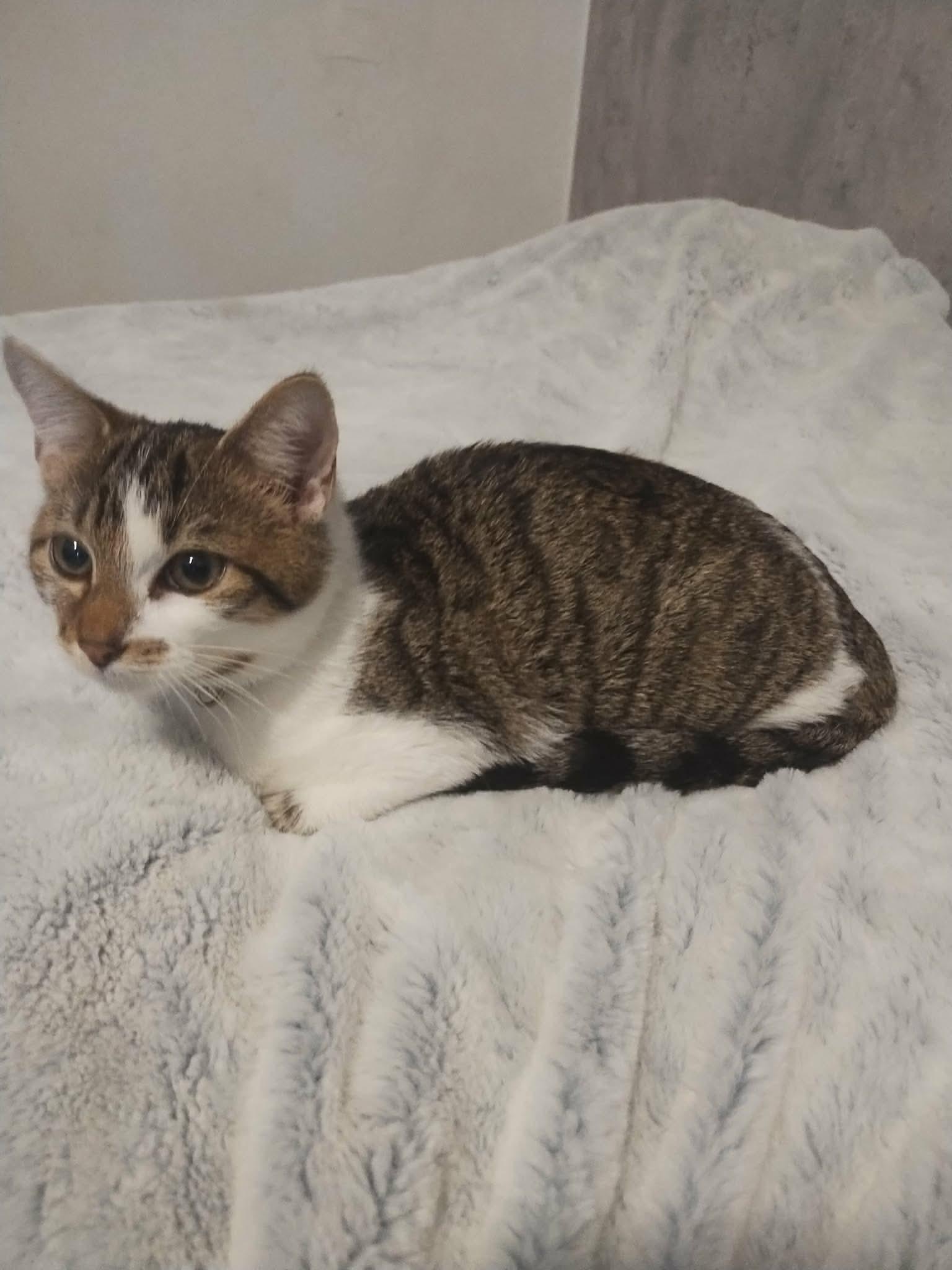 Enlarge Sissy, a Adoptable Domestic Short Hair in Woonsocket, RI image 6/6