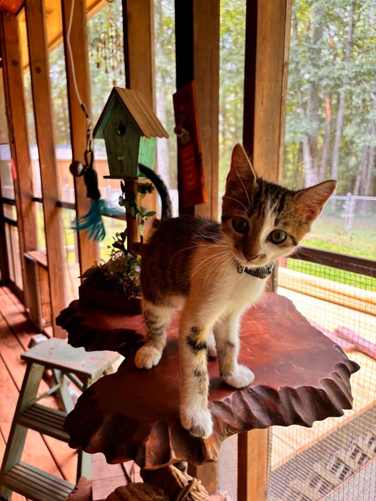 Enlarge Sissy, a Adoptable Domestic Short Hair in Woonsocket, RI image 5/6