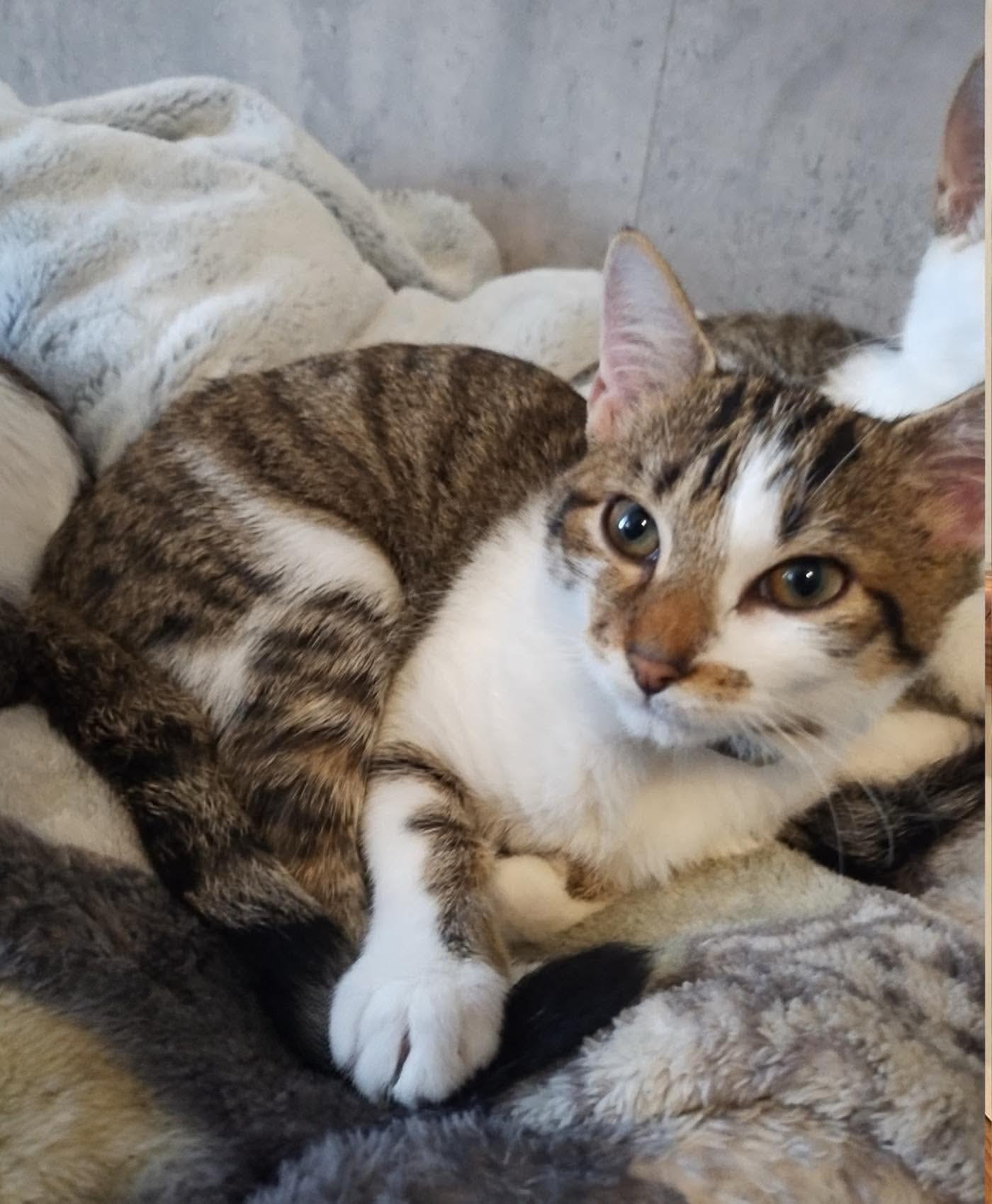 Enlarge Sissy, a Adoptable Domestic Short Hair in Woonsocket, RI image 2/6
