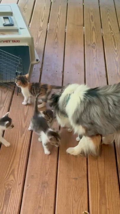 Enlarge Sissy, a Adoptable Domestic Short Hair in Woonsocket, RI video 3/6