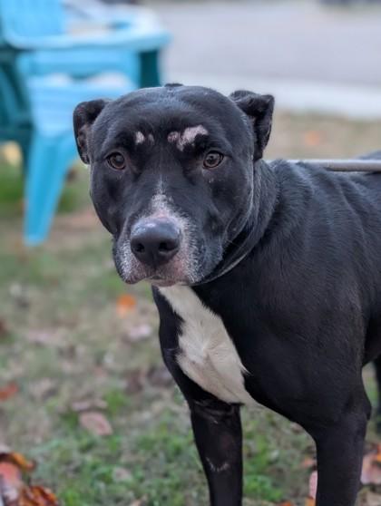 Rhea, Adoptable, Adult Female Terrier & Mixed Breed.