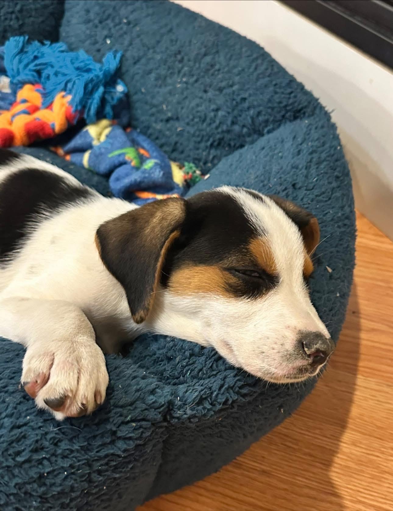 Enlarge Thumper, a ADOPTABLE mixed breed in Inverness, FL image 3/3