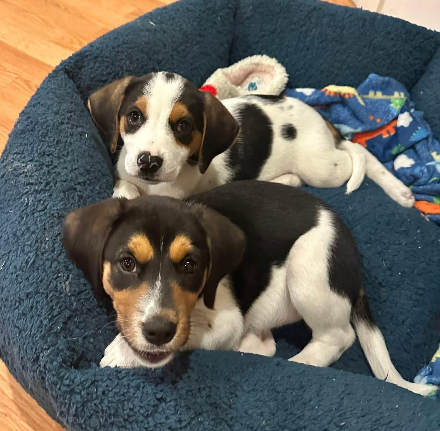 Enlarge Thumper, a ADOPTABLE mixed breed in Inverness, FL image 2/3