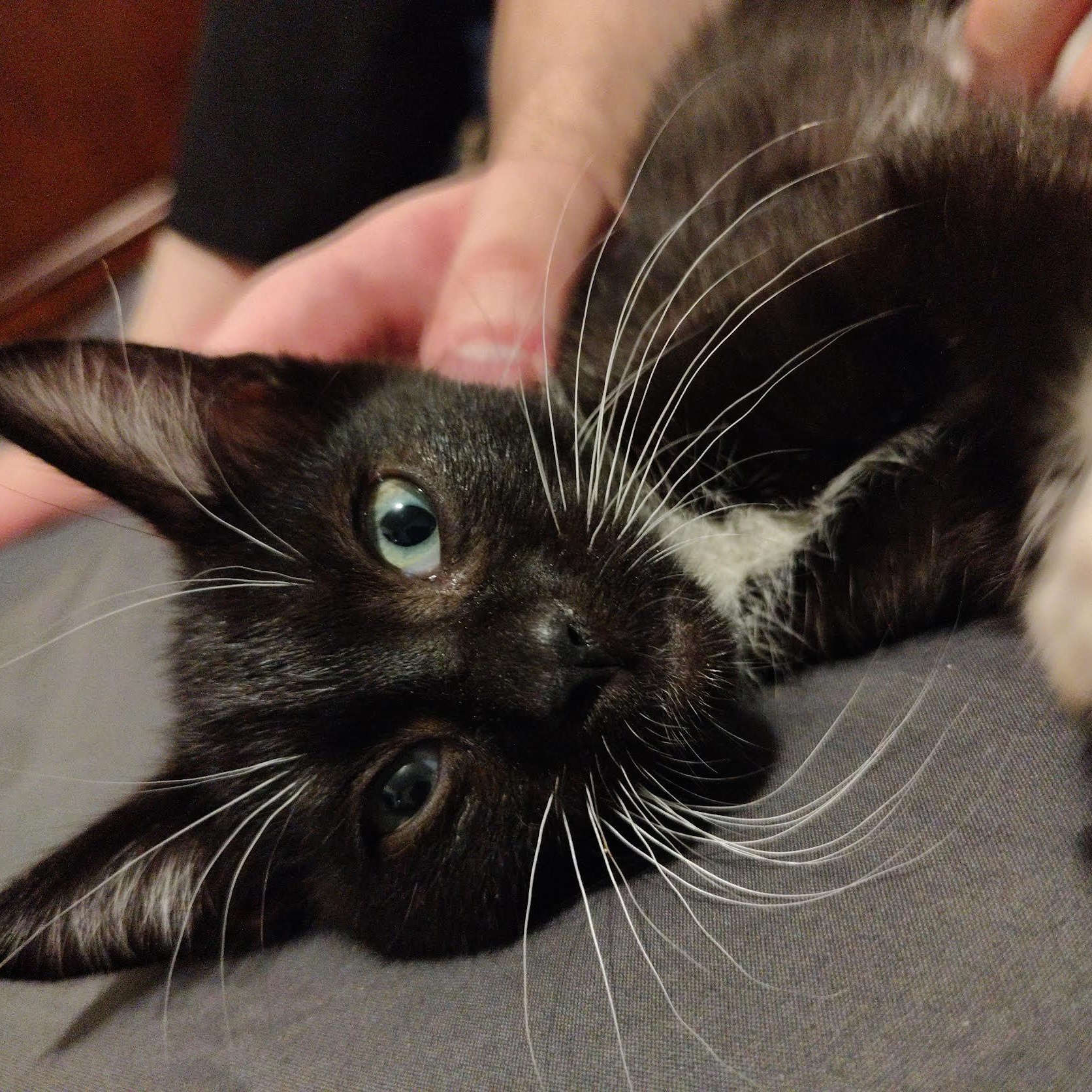 Enlarge Thresher, a Adopted Domestic Short Hair in Portland, OR image 1/2