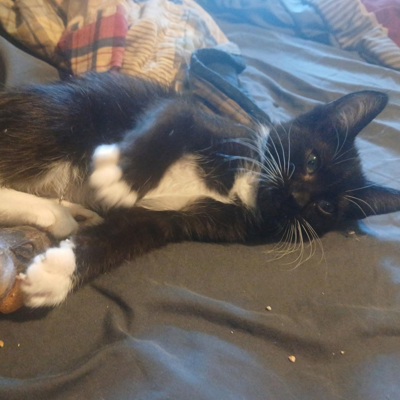 Enlarge Thresher, a Adopted Domestic Short Hair in Portland, OR image 2/2
