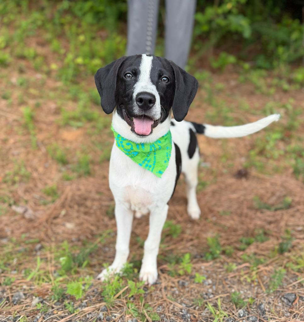 Happy, Adoptable, Puppy Male Mixed Breed.