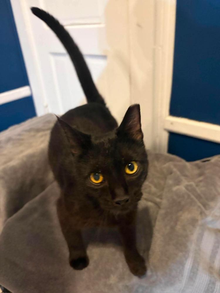 Amanda, Adoptable, Young Female Domestic Short Hair.