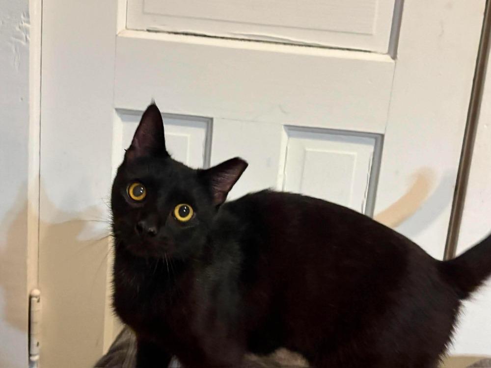 Amanda, a Adoptable Domestic Short Hair in Wilson, NC image 2/3
