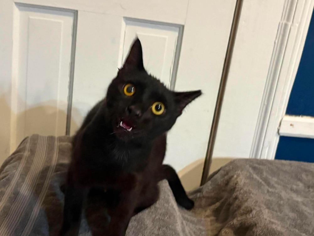 Amanda, a Adoptable Domestic Short Hair in Wilson, NC image 3/3