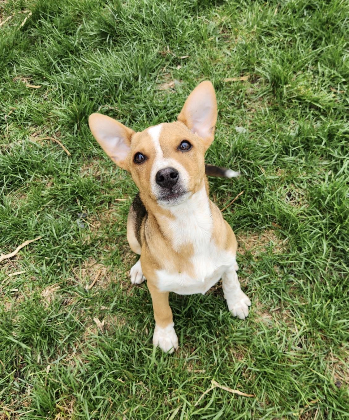 Simone, a ADOPTABLE mixed breed in Oswego, IL image 4/4