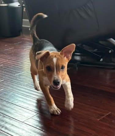 Simone, a ADOPTABLE mixed breed in Oswego, IL image 3/4