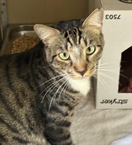 Frankie, Adoptable, Adult Male Domestic Short Hair & Domestic Short Hair.