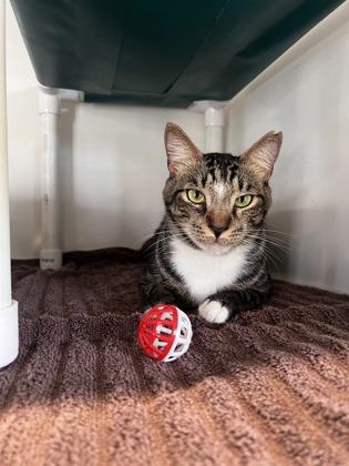 Enlarge Frankie, a Adoptable mixed breed in Honolulu, HI image 2/3