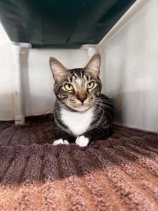 Enlarge Frankie, a Adoptable mixed breed in Honolulu, HI image 3/3