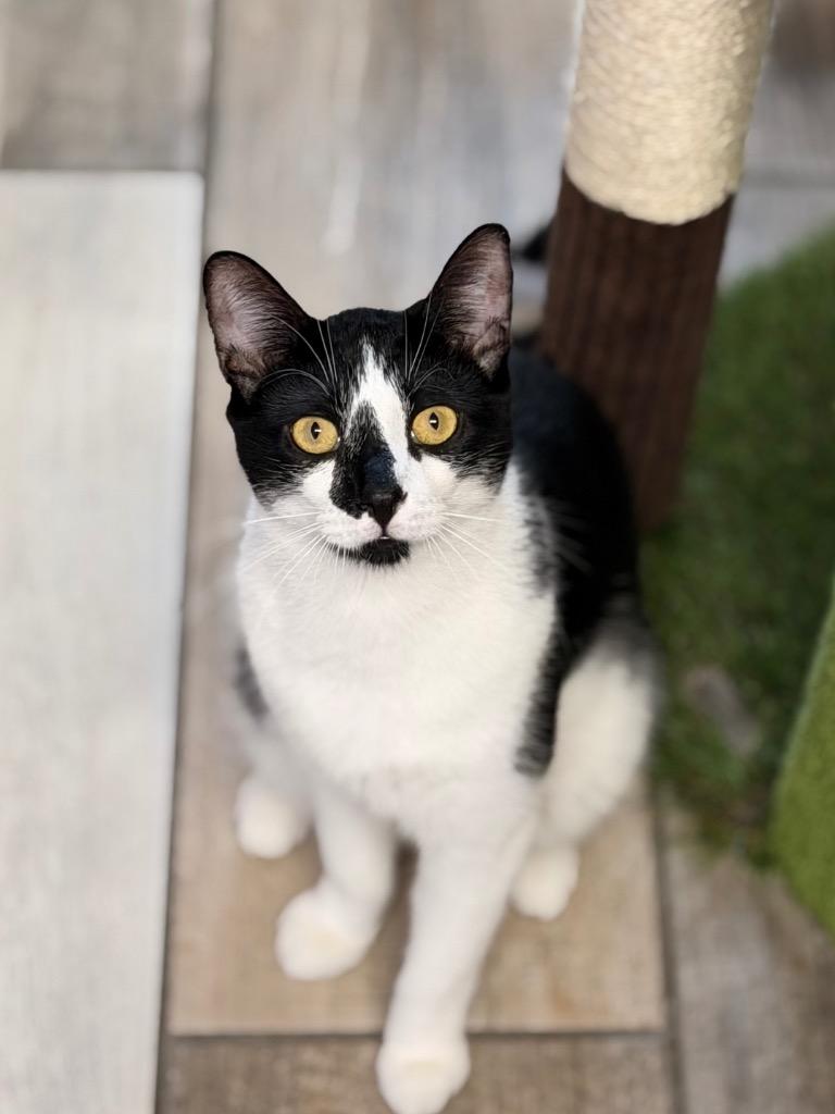 Sid, Adopted, Young Male Domestic Short Hair.