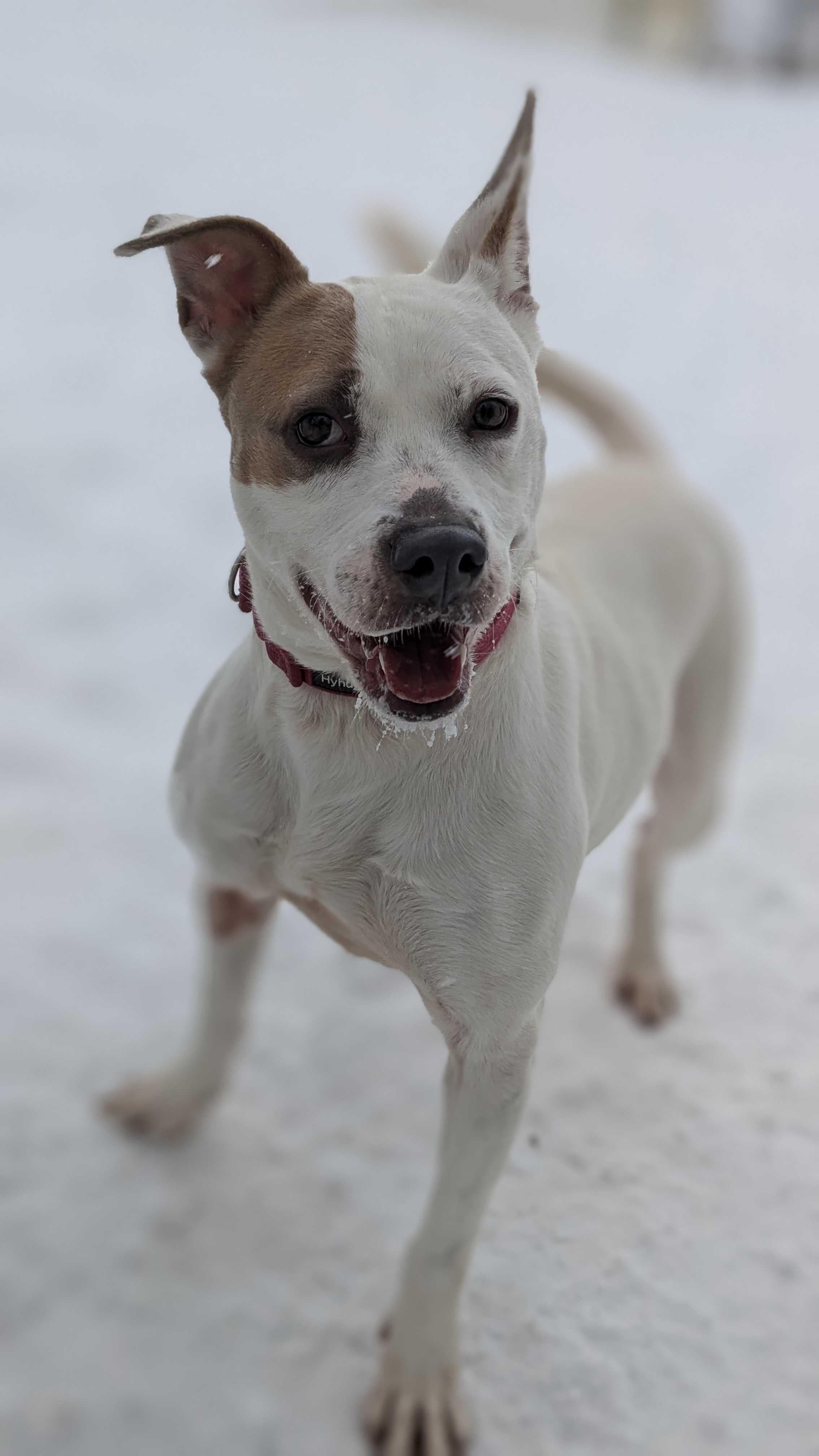 Jolene