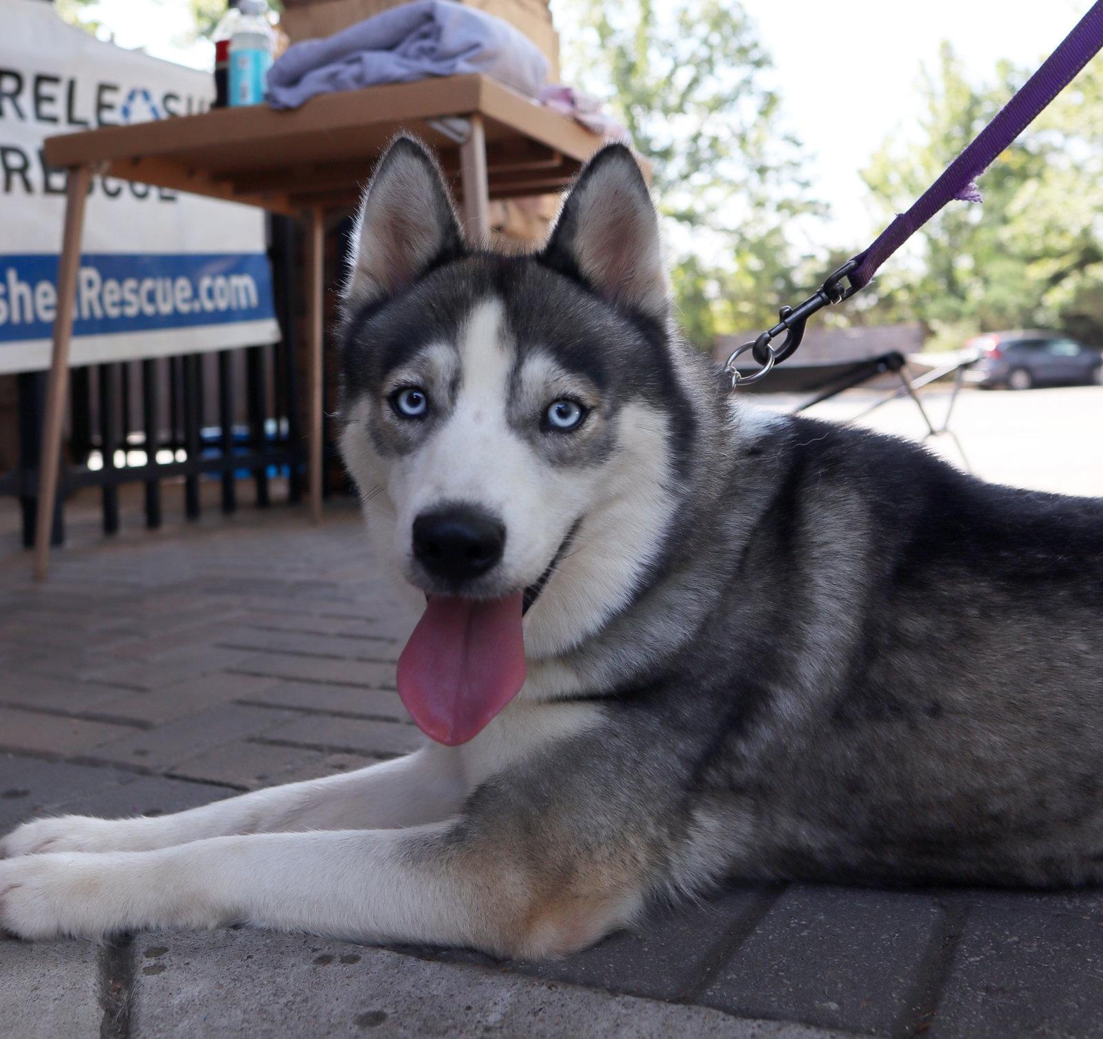 Mika, Adoptable, Adult Female Siberian Husky.