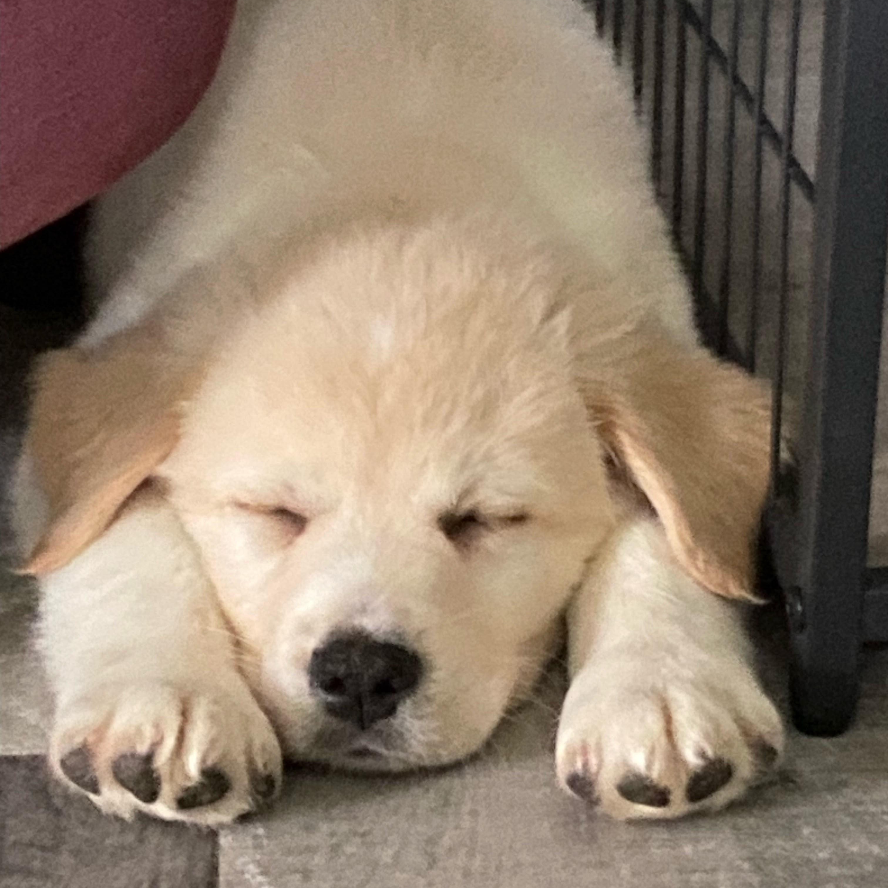 Rocky (mountain litter), a Adoptable mixed breed in Midland, MI image 2/5