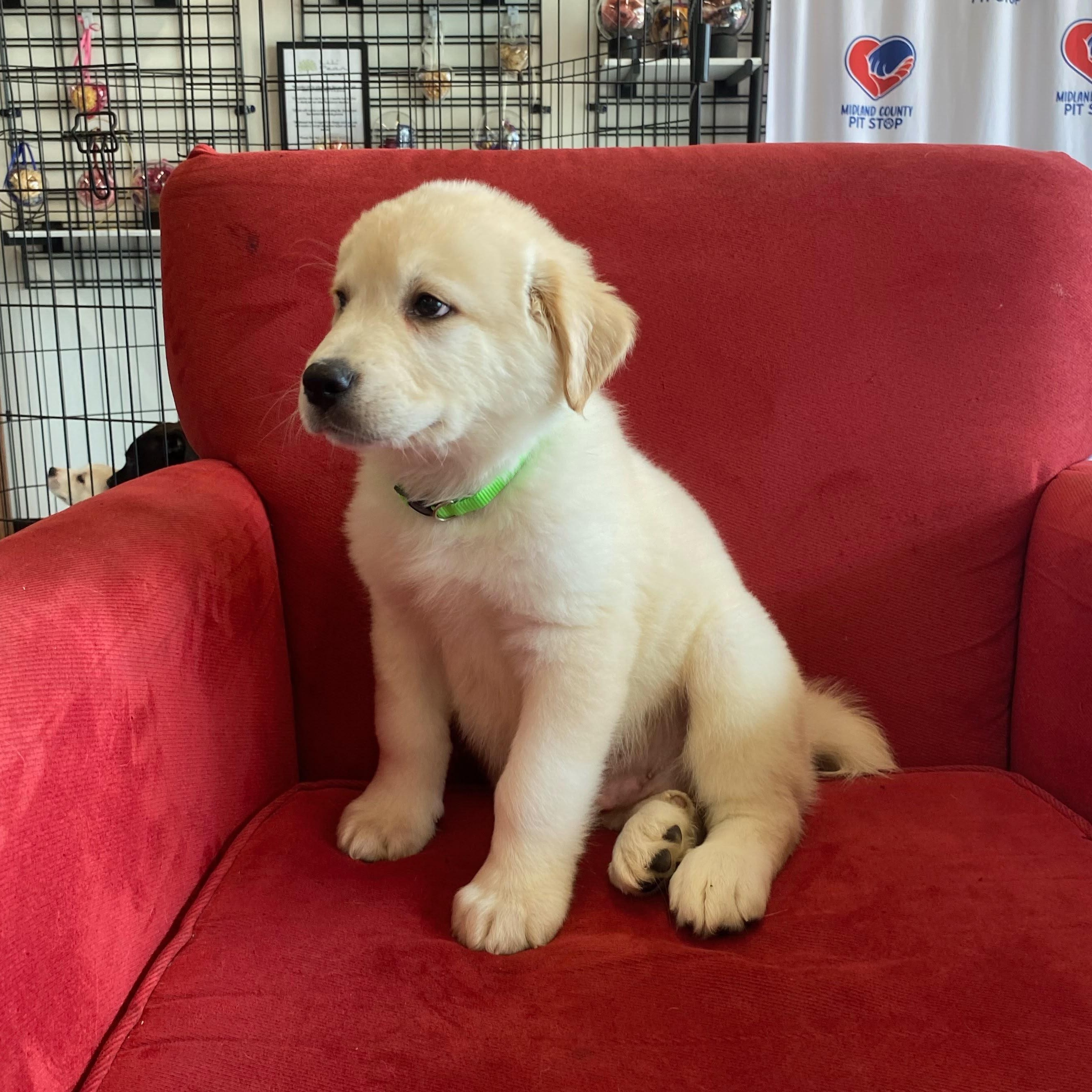 Rocky (mountain litter), a Adoptable mixed breed in Midland, MI image 4/5