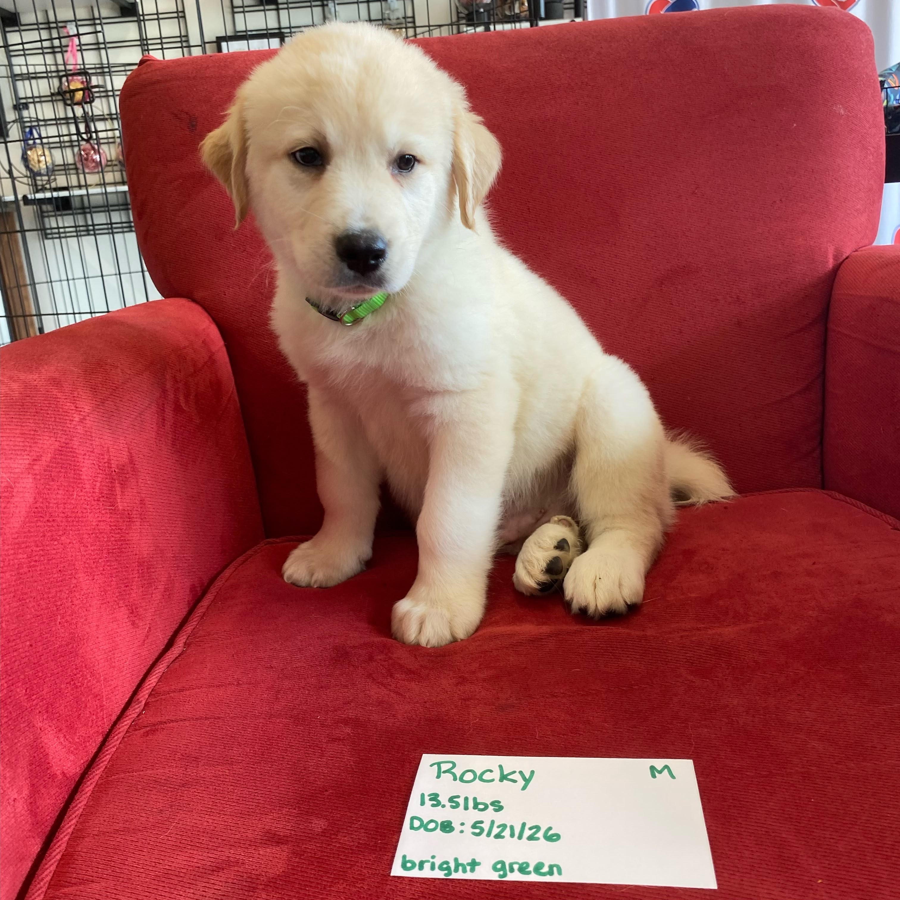 Rocky (mountain litter), a Adoptable mixed breed in Midland, MI image 5/5