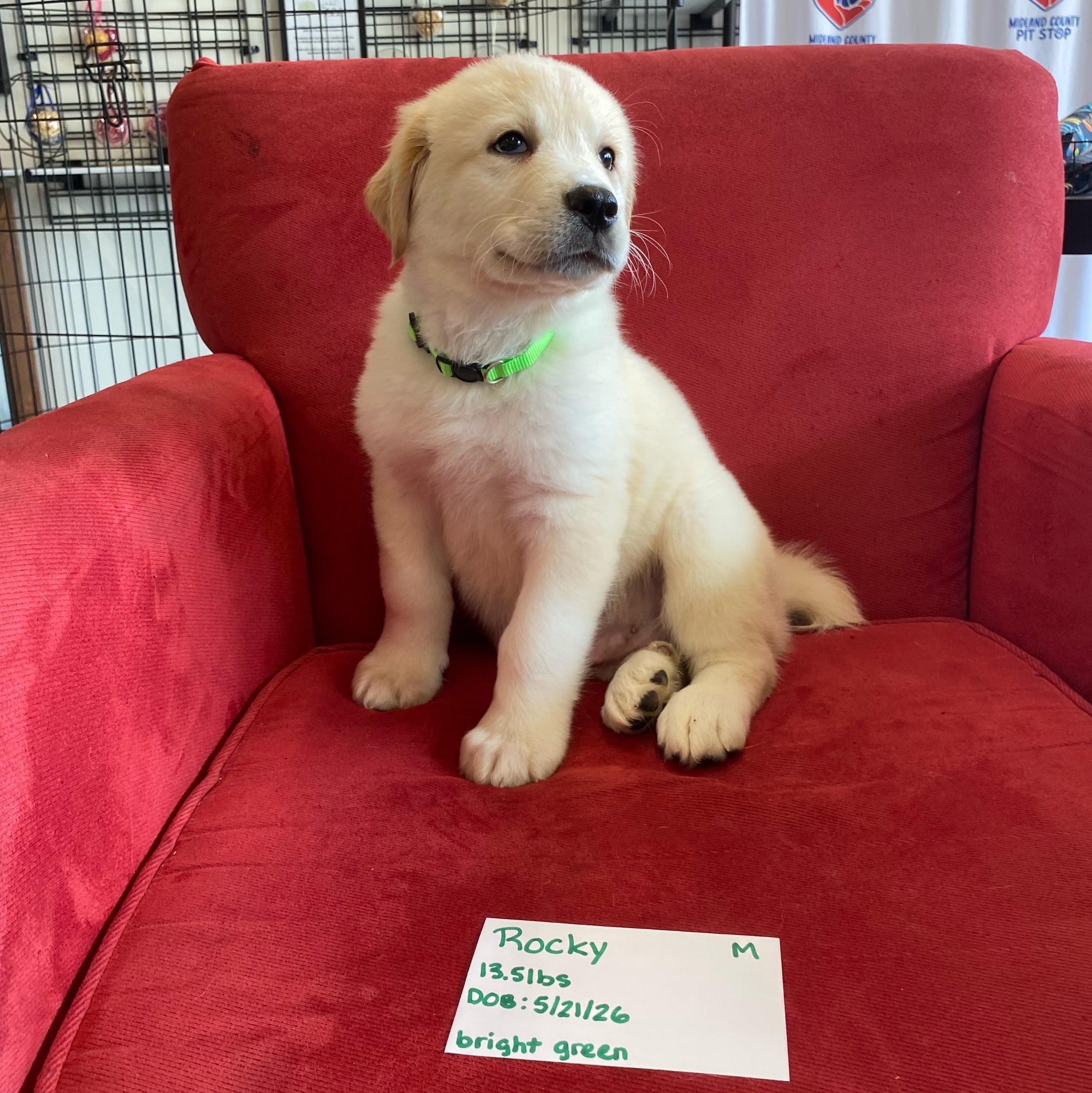 Rocky (mountain litter), a Adoptable mixed breed in Midland, MI image 1/5