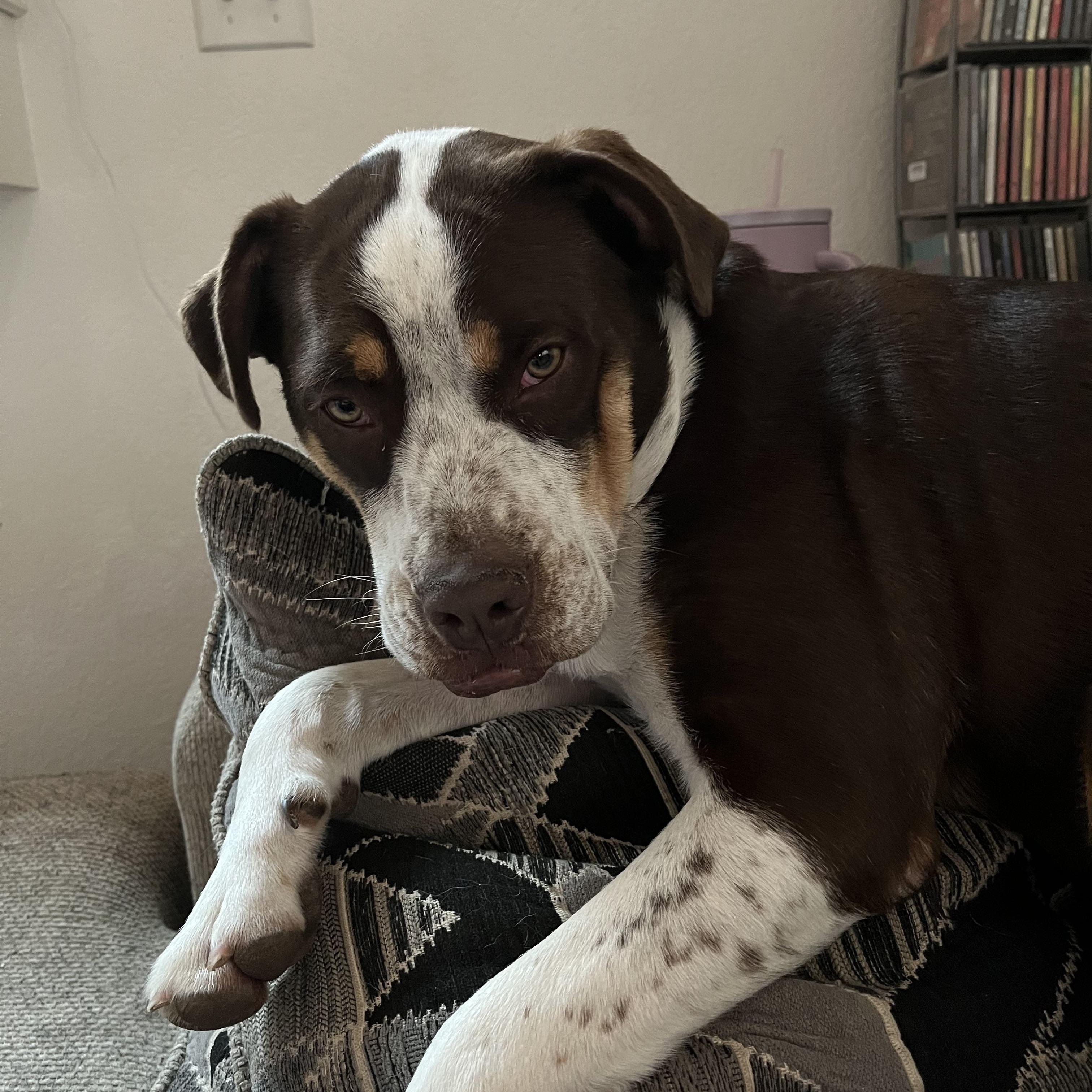 Oscar, an adoptable American Bulldog in Littleton, CO, 80127 | Photo Image 1